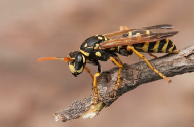 A wasp providing an example of how wasp spray works