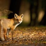 Deterrents keeping foxes away