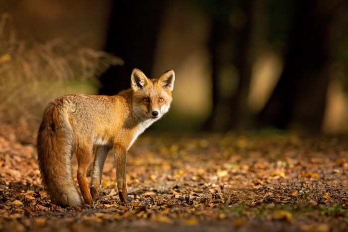 Deterrents keeping foxes away