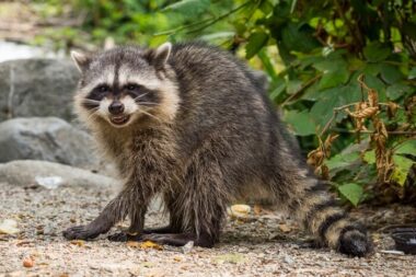 What Do Raccoons Sound Like? All Noises & Vocalizations