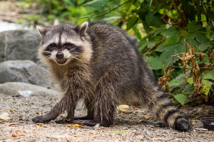 An adult raccoon making a hissing noise