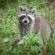 A raccoon making sounds