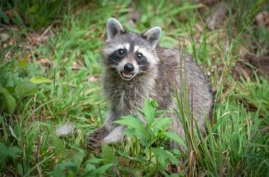 A raccoon making sounds