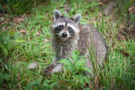 A raccoon making sounds