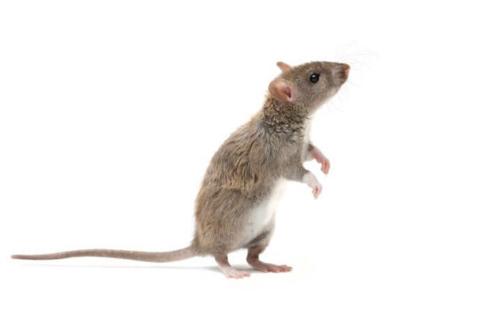 A mouse being kept away by a scent it hates