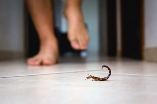 A scorpion found in the house on the floor