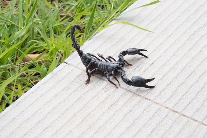 A scorpion before getting into a home