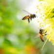 Two bees being repelled by essential oils