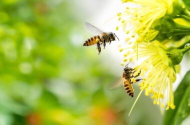 Two bees being repelled by essential oils