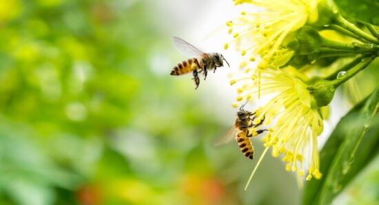 Two bees being repelled by essential oils