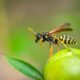 A wasp avoiding a scent it hates