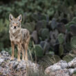 A coyote that's out hunting during the day