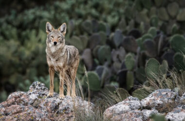 A coyote that's out hunting during the day