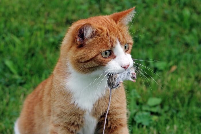 A cat after catching a mouse inside a shed