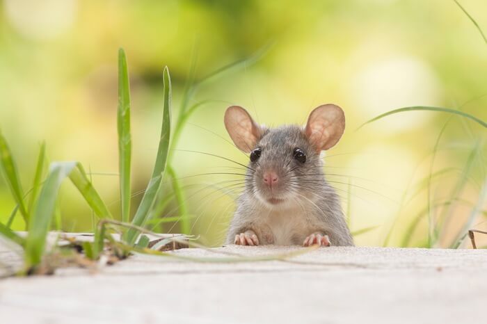 A mouse trying to get into a shed