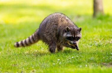 A raccoon looking for animals to eat