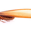 A flying termite viewed from the side