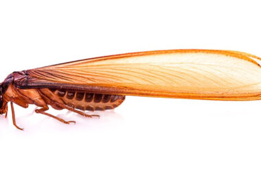 A flying termite viewed from the side