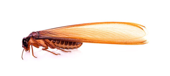 A flying termite viewed from the side