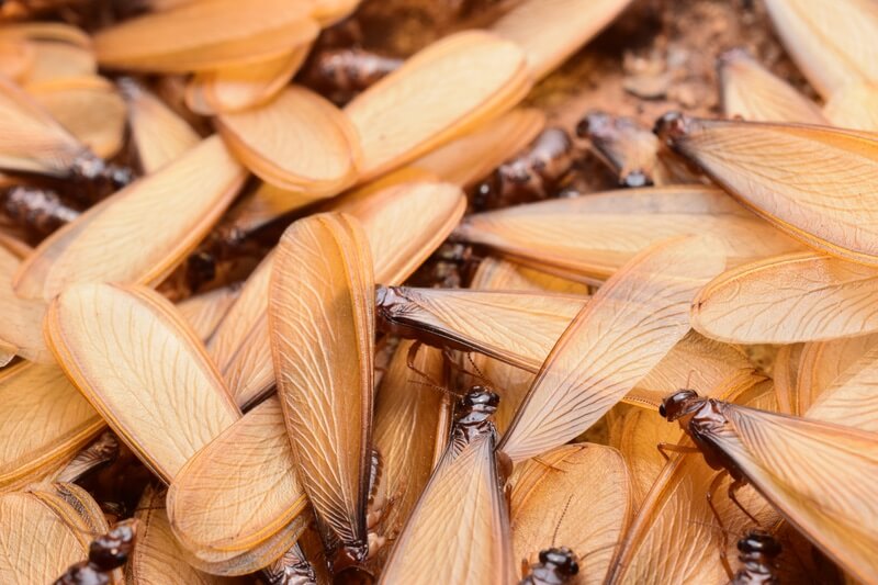 A group of winged termites