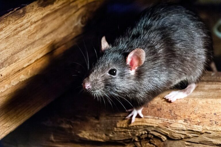 How To Get Rid Of Rats In The Attic (The Simple Way)