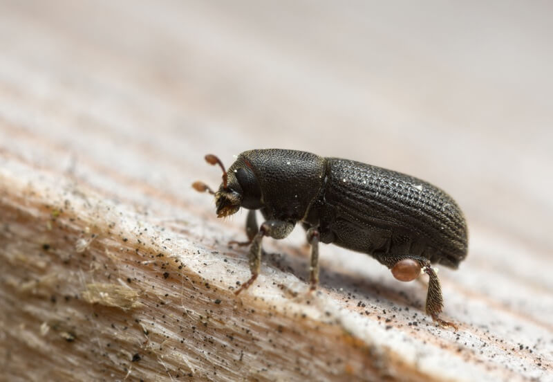 A single bark beetle looking for more wood