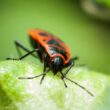 A boxelder bug after biting someone