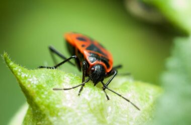 A boxelder bug after biting someone