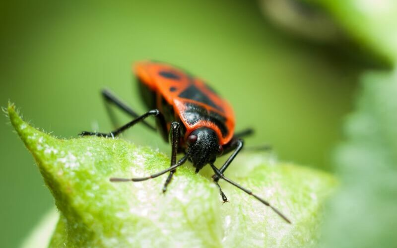 A boxelder bug after biting someone