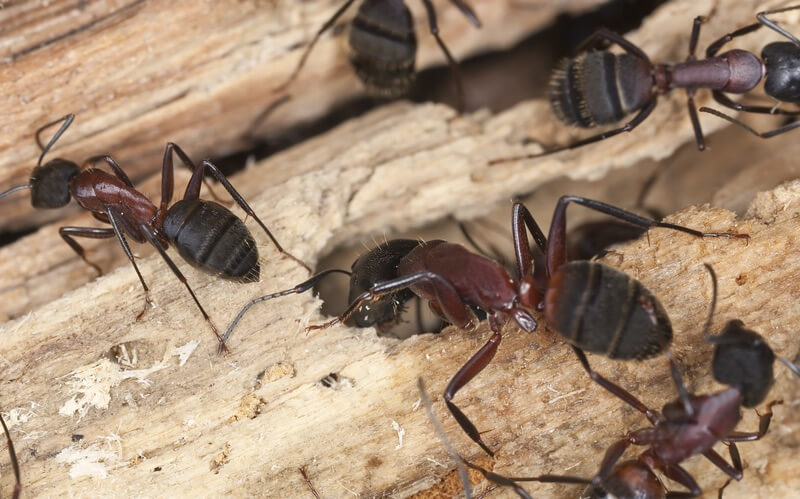 A group of carpenter ants destroying wood