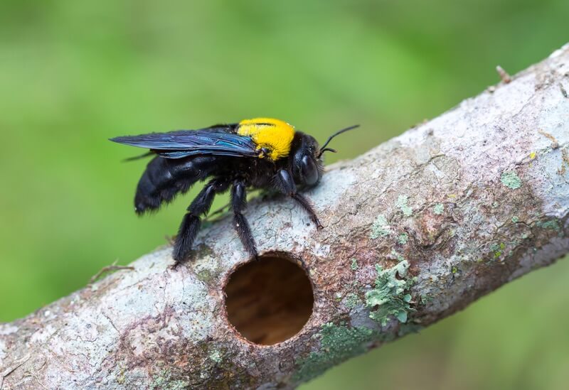 One carpenter bee making a hole