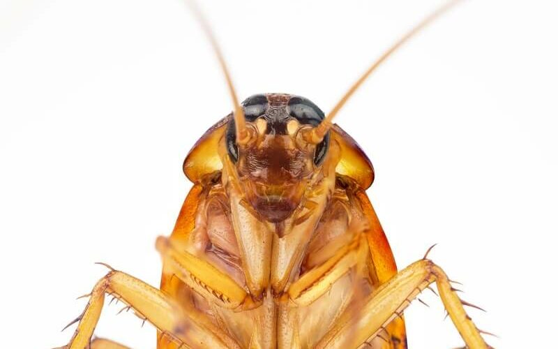 A cockroach surviving in the cold