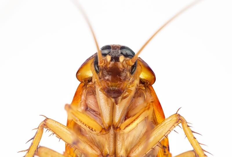 Can Cockroaches Survive In The Cold Winter Weather?