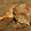 A coyote sleeping