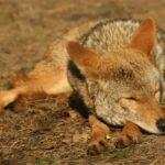 A coyote sleeping