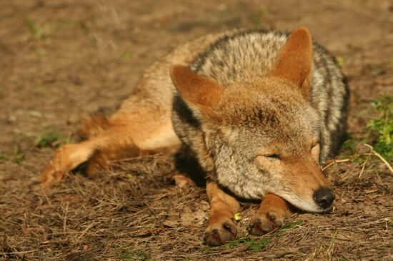 A coyote sleeping