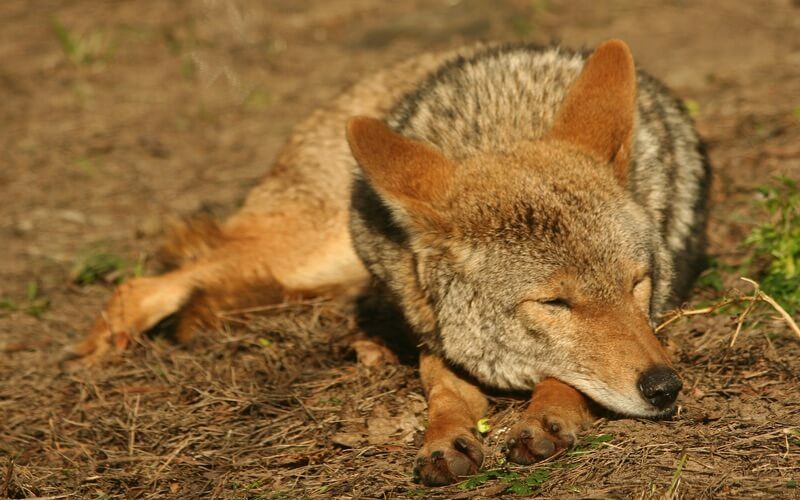 A coyote sleeping