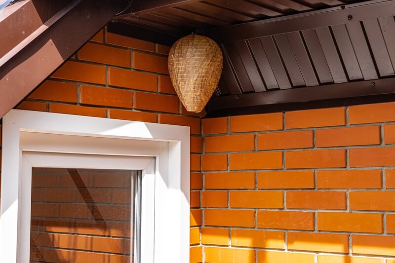 A large decoy wasp nest