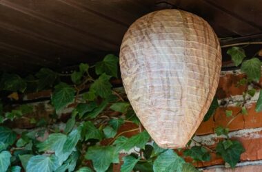 A fake wasp nest