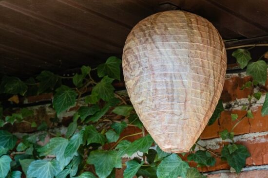 A fake wasp nest