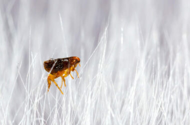 A flea being attracted to a human