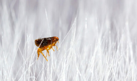 A flea being attracted to a human