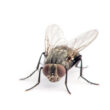 A fly being repelled by citronella