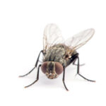 A fly being repelled by citronella