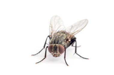 A fly being repelled by citronella