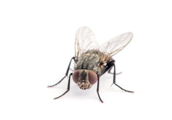 A fly being repelled by citronella