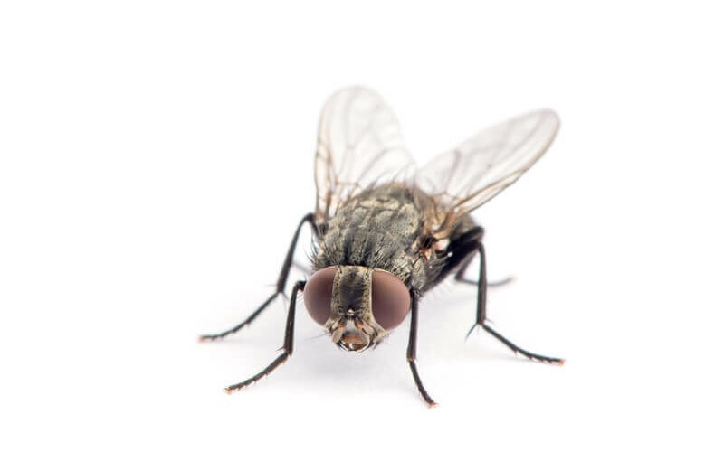 A fly being repelled by citronella