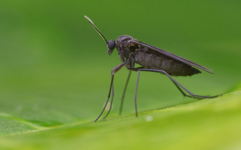 A gnat being repelled by a scent it hates