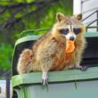 A raccoon eating trash