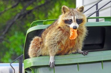 A raccoon eating trash